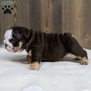 Bruno Breaker, English Bulldog Puppy